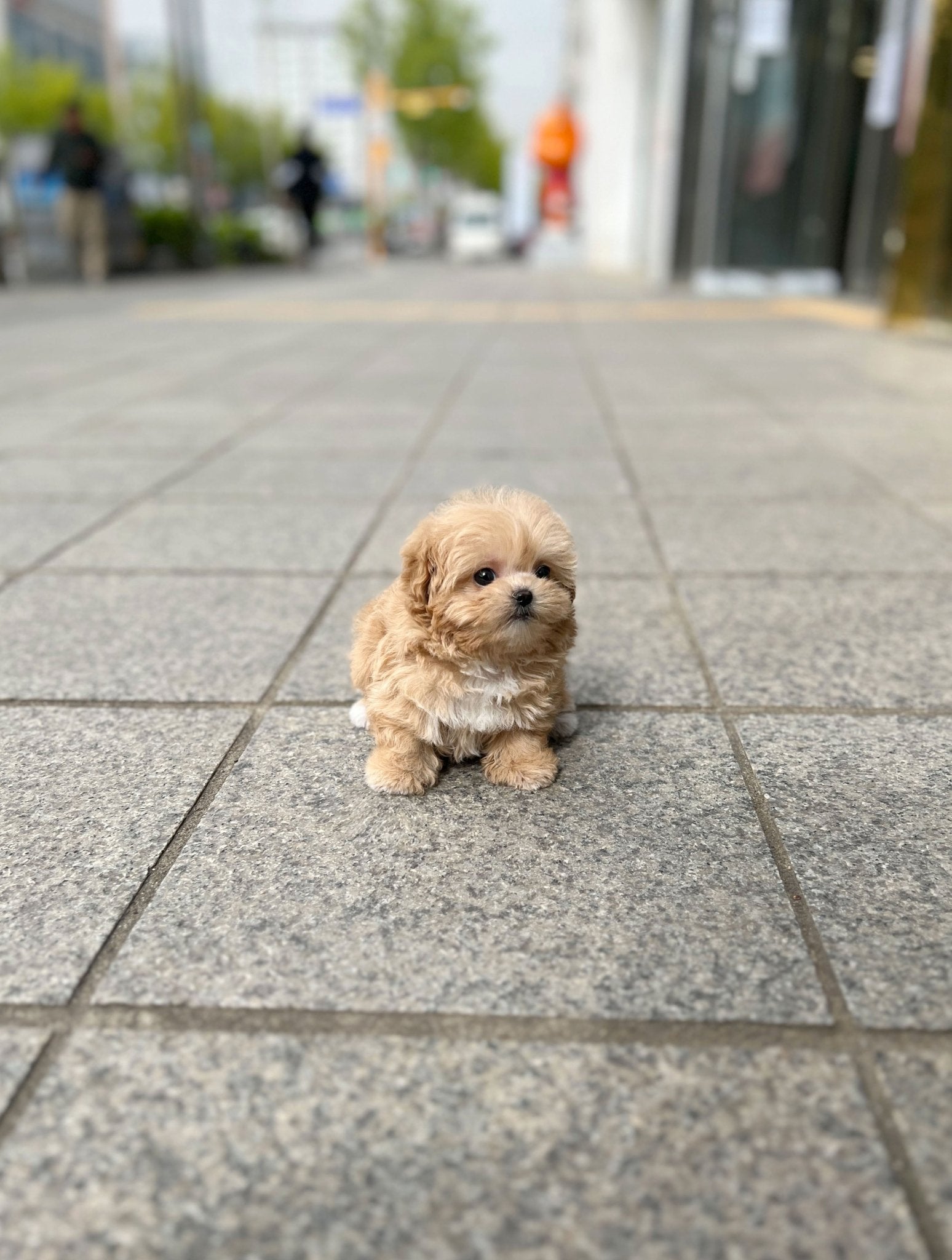 Maltipoo - Boa(Female) - Beautiful puppy teacup puppy with adorable features available for adoption from Velydog