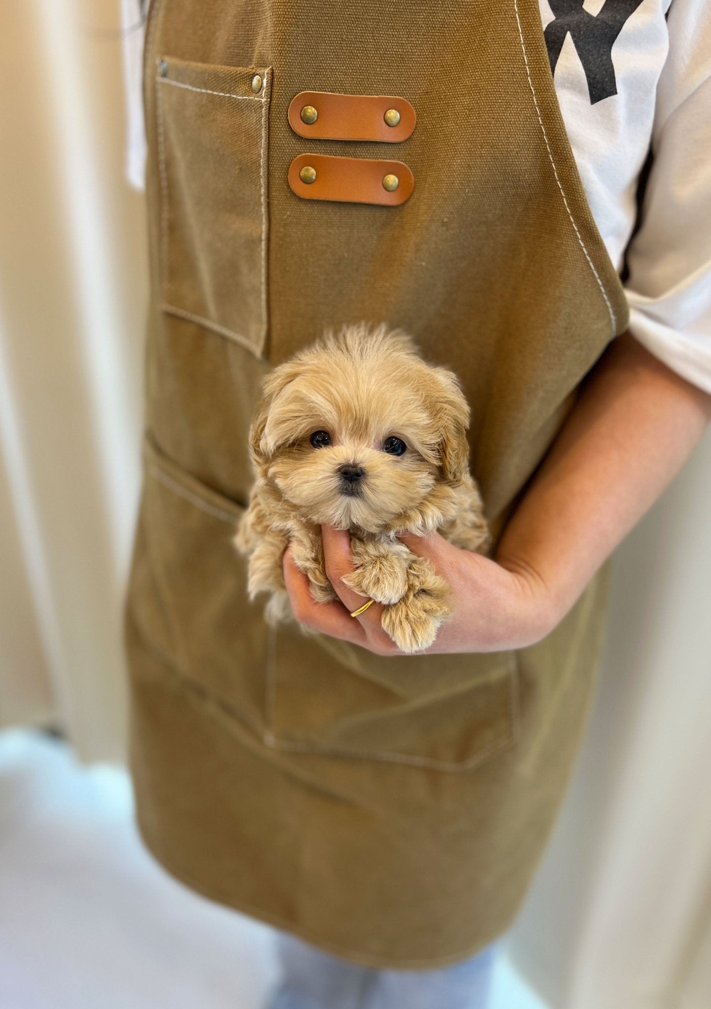 Maltipoo - Boa(Female) - Beautiful puppy teacup puppy with adorable features available for adoption from Velydog