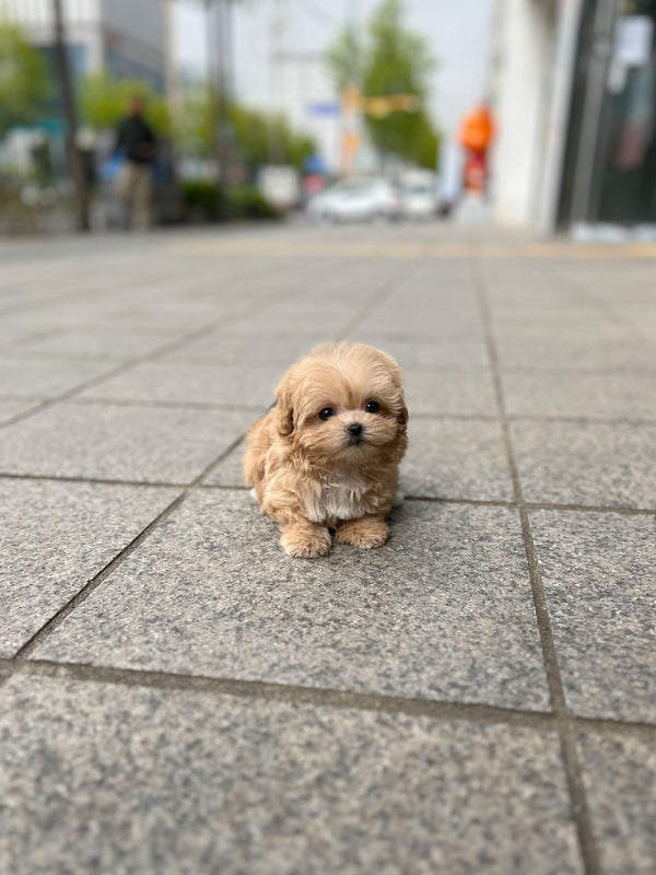 Maltipoo - Boa(Female) - Beautiful puppy teacup puppy with adorable features available for adoption from Velydog