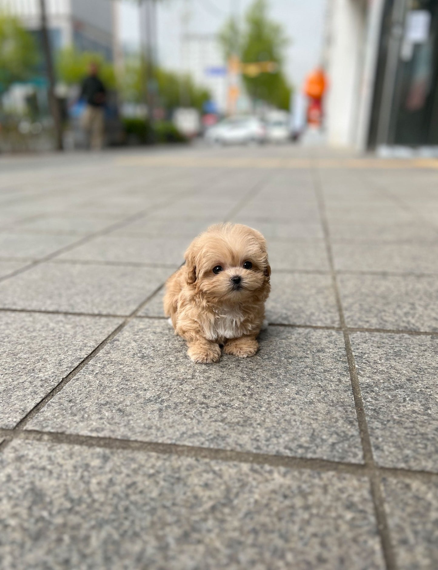 Maltipoo - Boa(Female) - Beautiful puppy teacup puppy with adorable features available for adoption from Velydog