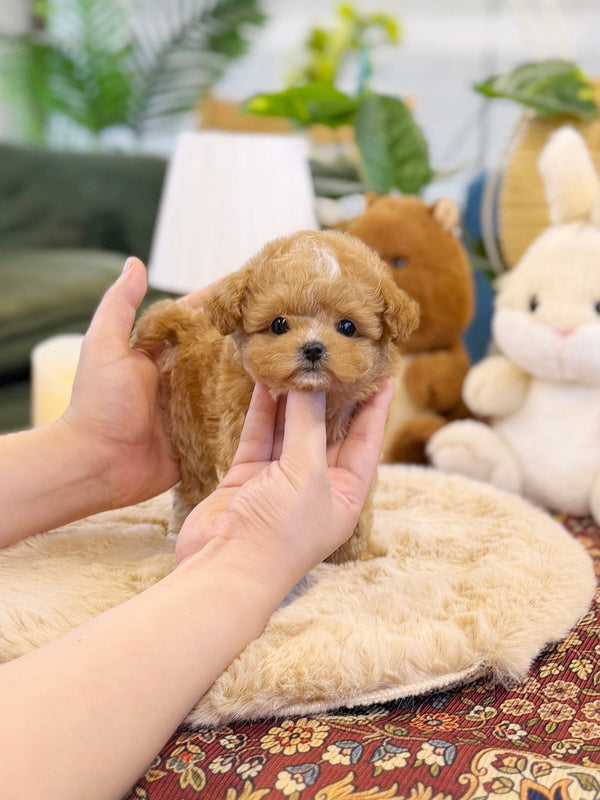 Maltipoo - Bobo(Female) - Beautiful puppy teacup puppy with adorable features available for adoption from Velydog