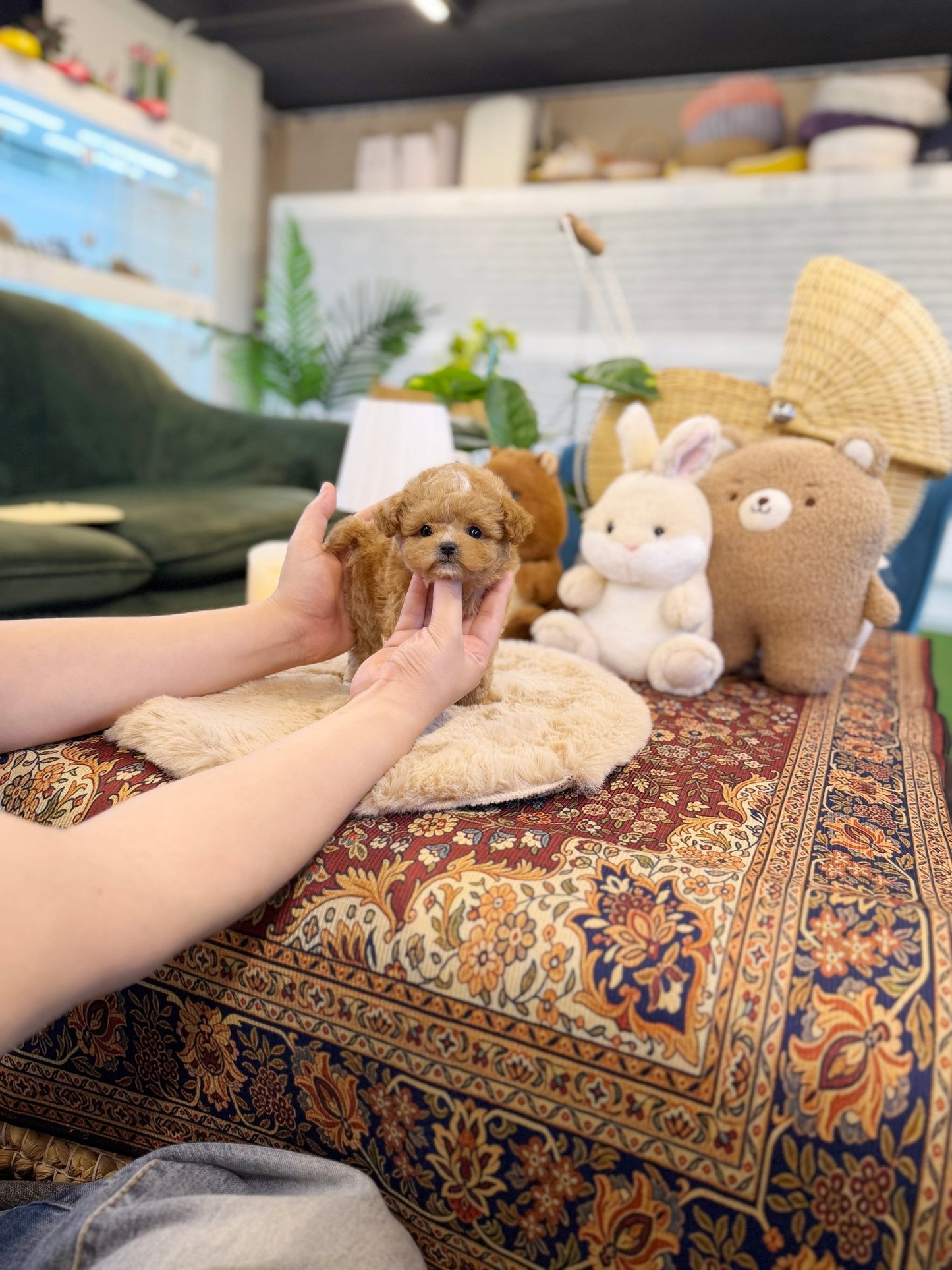 Maltipoo - Bobo(Female) - Beautiful puppy teacup puppy with adorable features available for adoption from Velydog