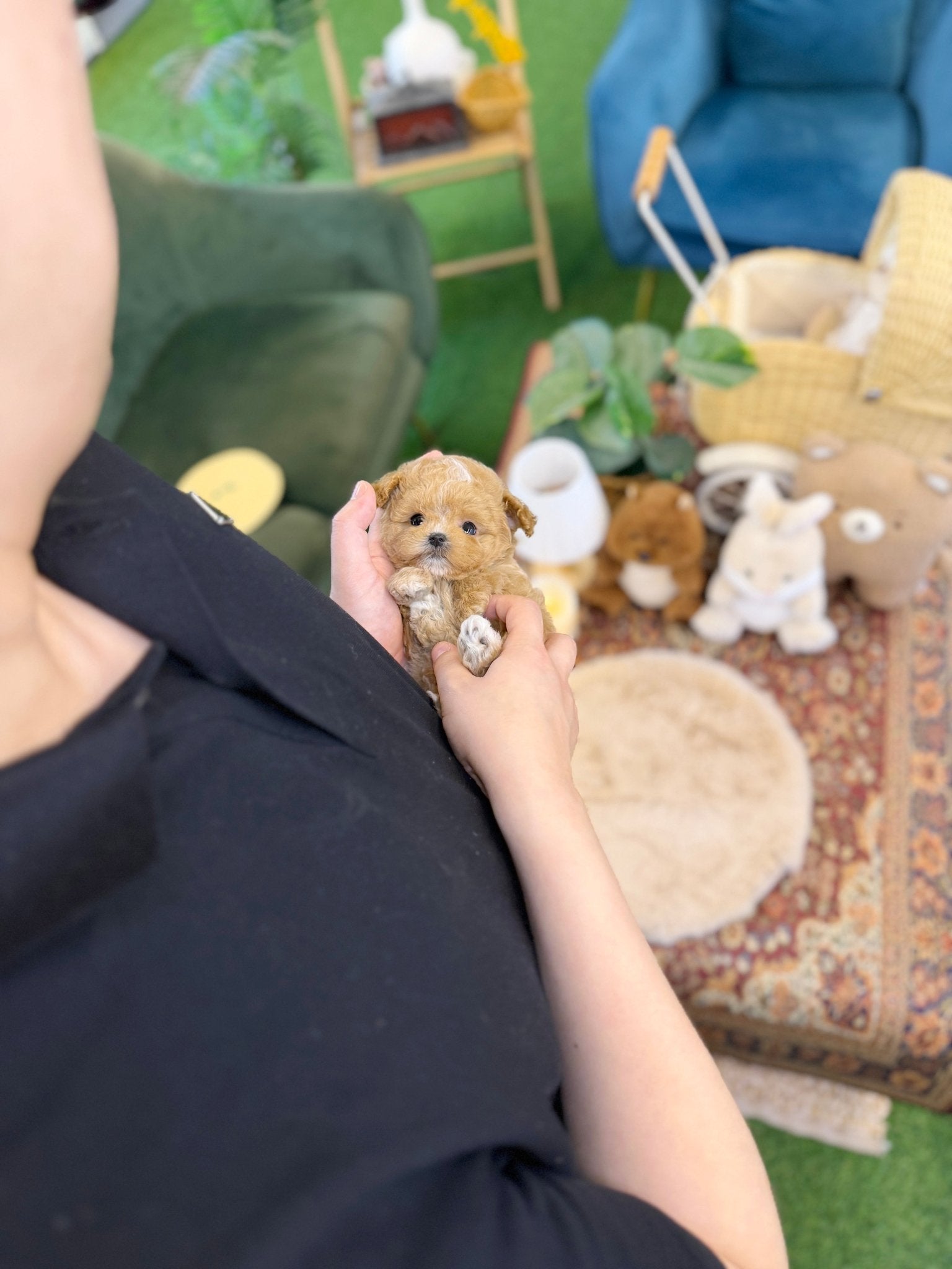 Maltipoo - Bobo(Female) - Beautiful puppy teacup puppy with adorable features available for adoption from Velydog