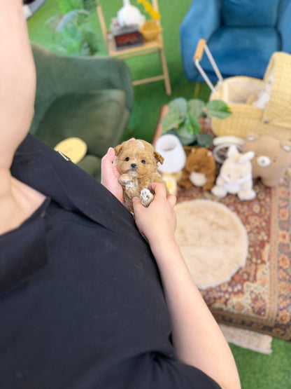 Maltipoo - Bobo(Female) - Beautiful puppy teacup puppy with adorable features available for adoption from Velydog