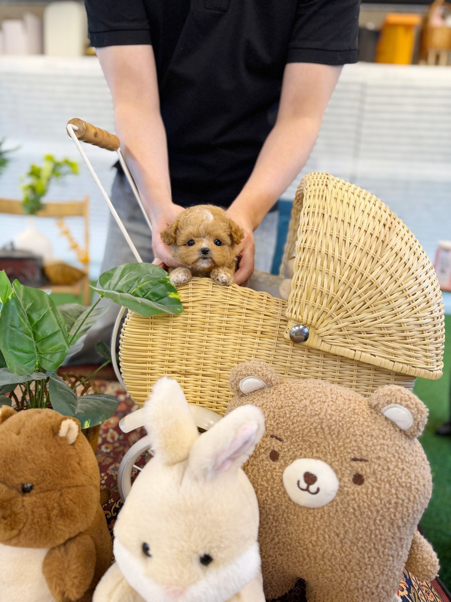 Maltipoo - Bobo(Female) - Beautiful puppy teacup puppy with adorable features available for adoption from Velydog