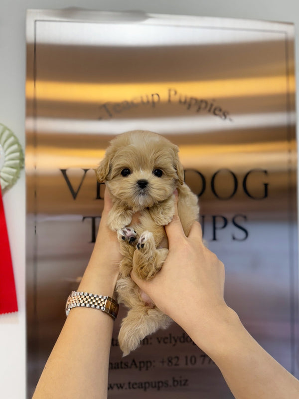 Maltipoo - Bobo(Male) - Beautiful puppy teacup puppy with adorable features available for adoption from Velydog