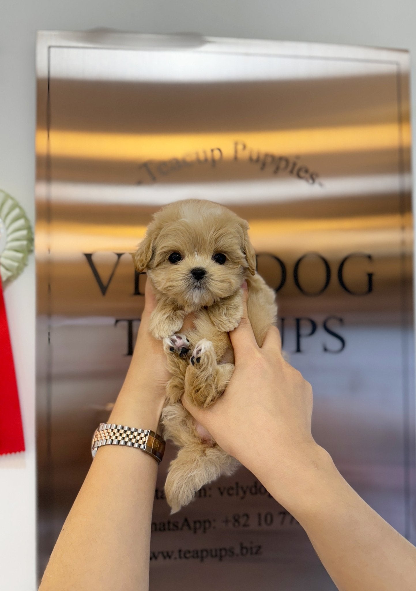 Maltipoo - Bobo(Male) - Beautiful puppy teacup puppy with adorable features available for adoption from Velydog