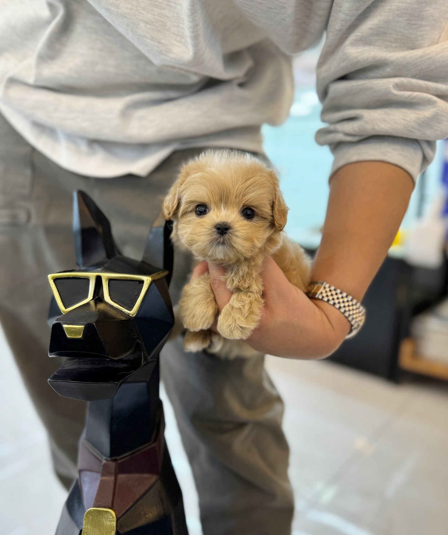 Maltipoo - Bobo(Male) - Beautiful puppy teacup puppy with adorable features available for adoption from Velydog