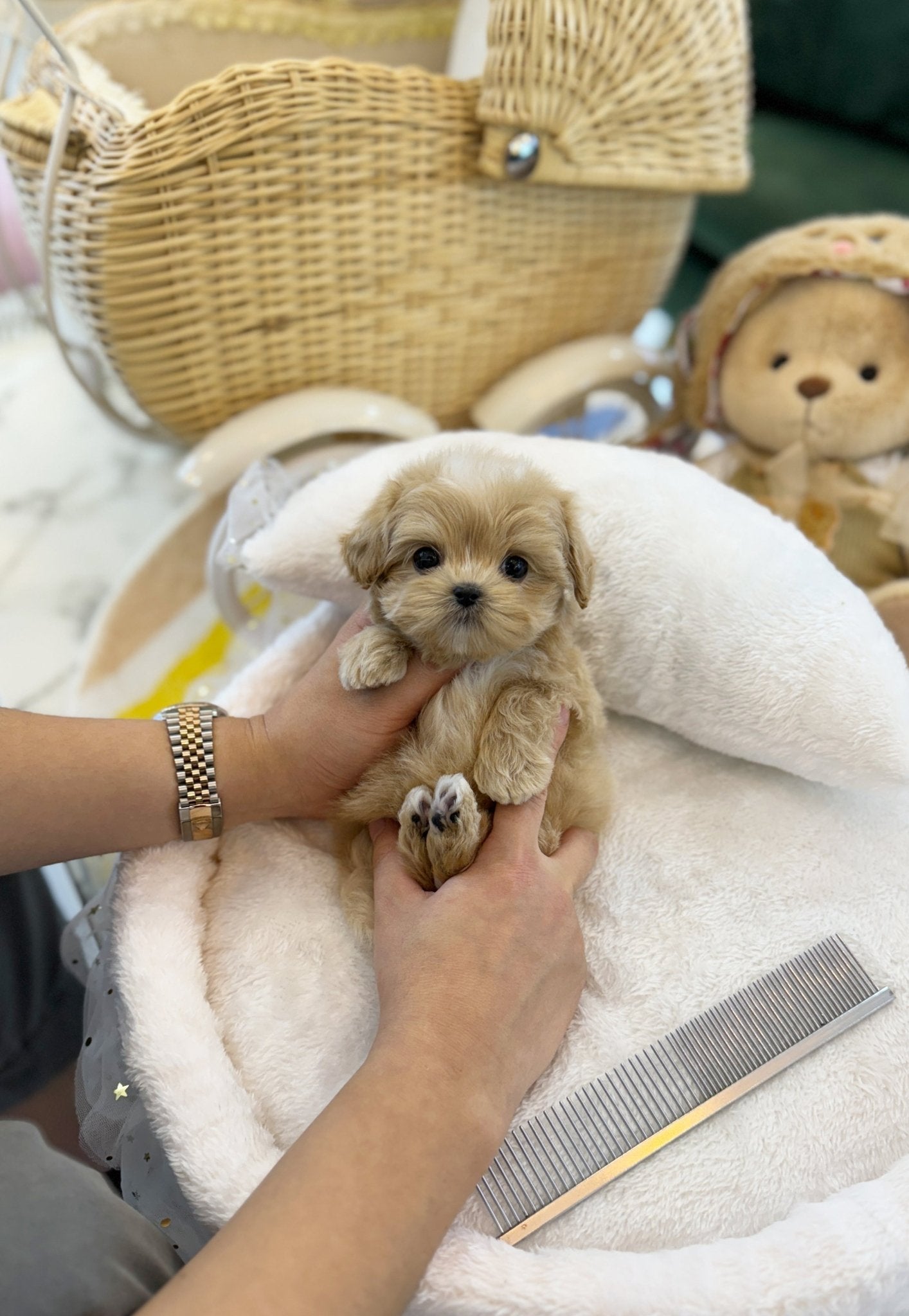 Maltipoo - Bobo(Male) - Beautiful puppy teacup puppy with adorable features available for adoption from Velydog