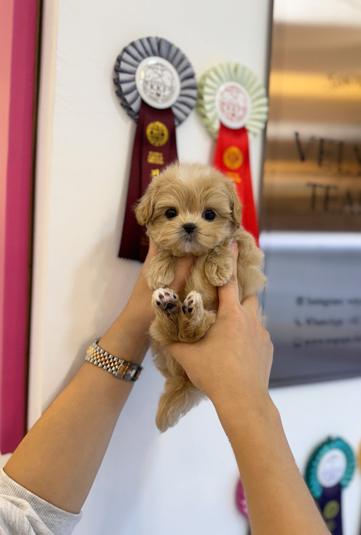 Maltipoo - Bobo(Male) - Beautiful puppy teacup puppy with adorable features available for adoption from Velydog