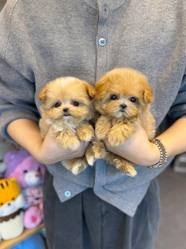 Maltipoo - Bottega&Veneta - Beautiful puppy teacup puppy with adorable features available for adoption from Velydog