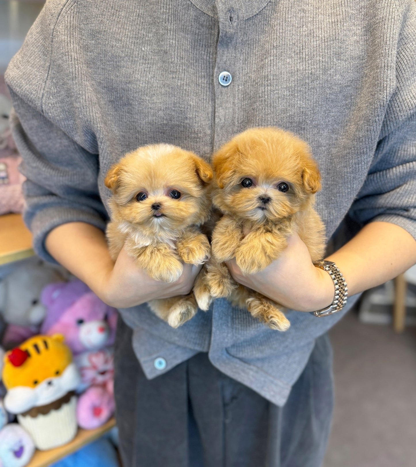 Maltipoo - Bottega&Veneta - Beautiful puppy teacup puppy with adorable features available for adoption from Velydog