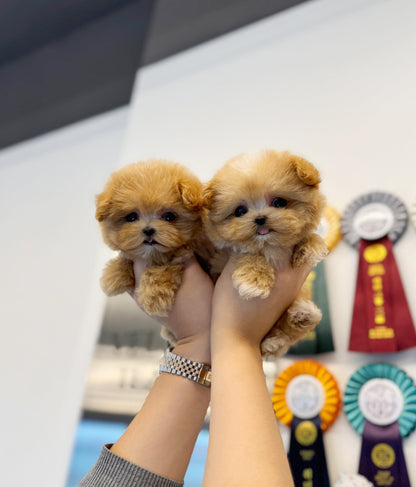 Maltipoo - Bottega&Veneta - Beautiful puppy teacup puppy with adorable features available for adoption from Velydog