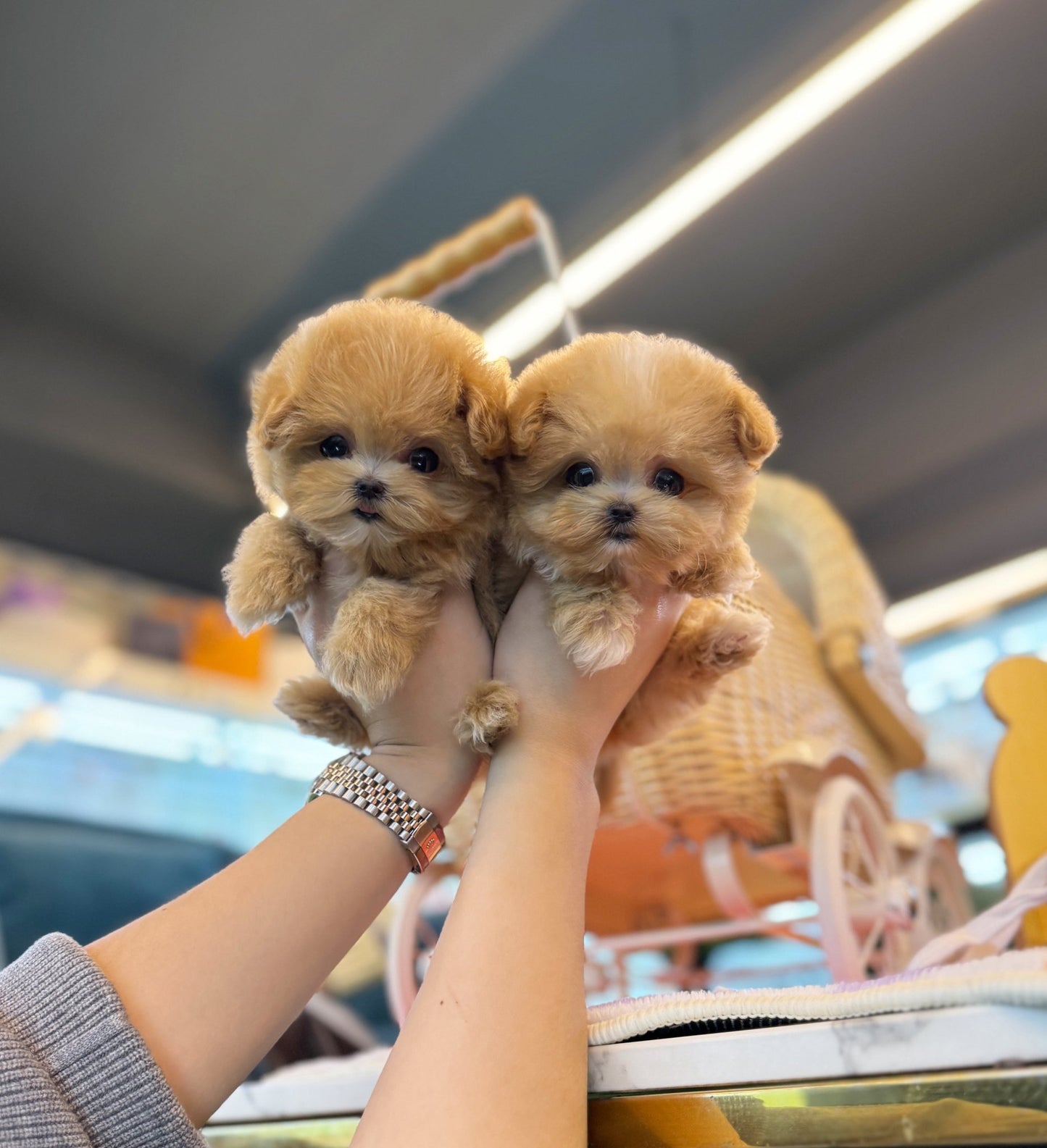 Maltipoo - Bottega&Veneta - Beautiful puppy teacup puppy with adorable features available for adoption from Velydog