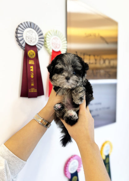 Maltipoo - Bow(Male) - Beautiful puppy teacup puppy with adorable features available for adoption from Velydog