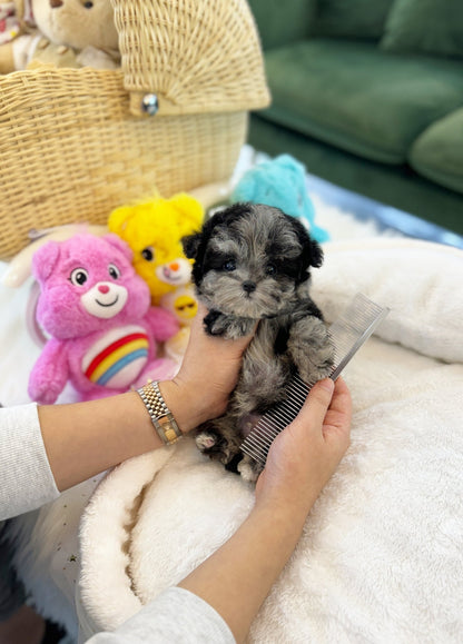 Maltipoo - Bow(Male) - Beautiful puppy teacup puppy with adorable features available for adoption from Velydog