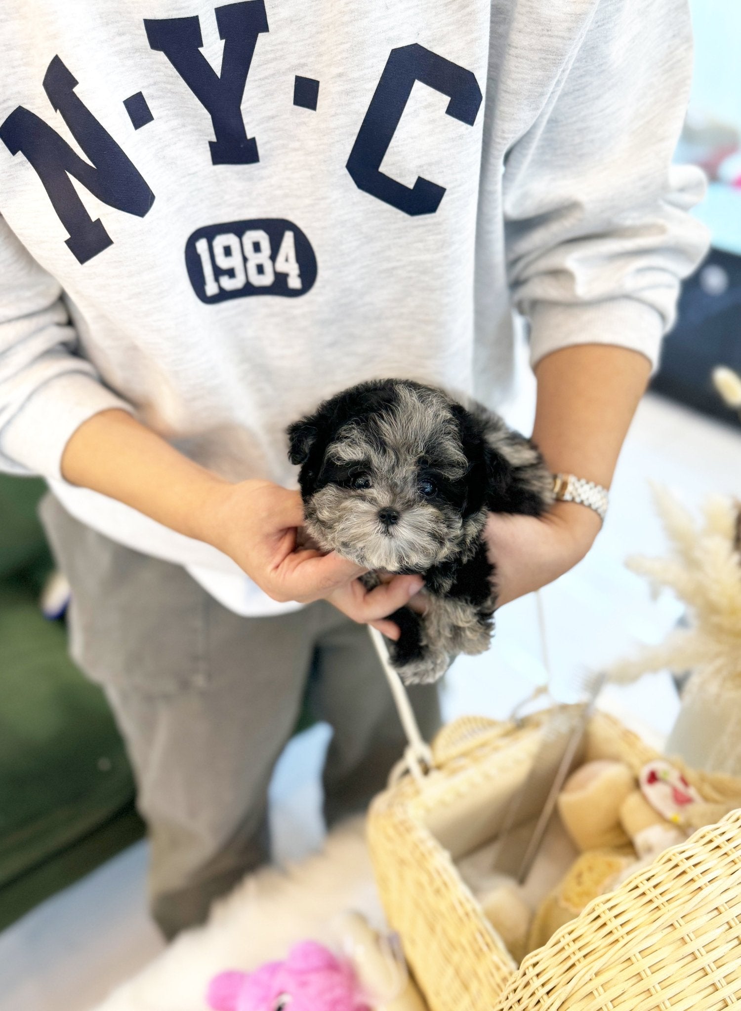 Maltipoo - Bow(Male) - Beautiful puppy teacup puppy with adorable features available for adoption from Velydog