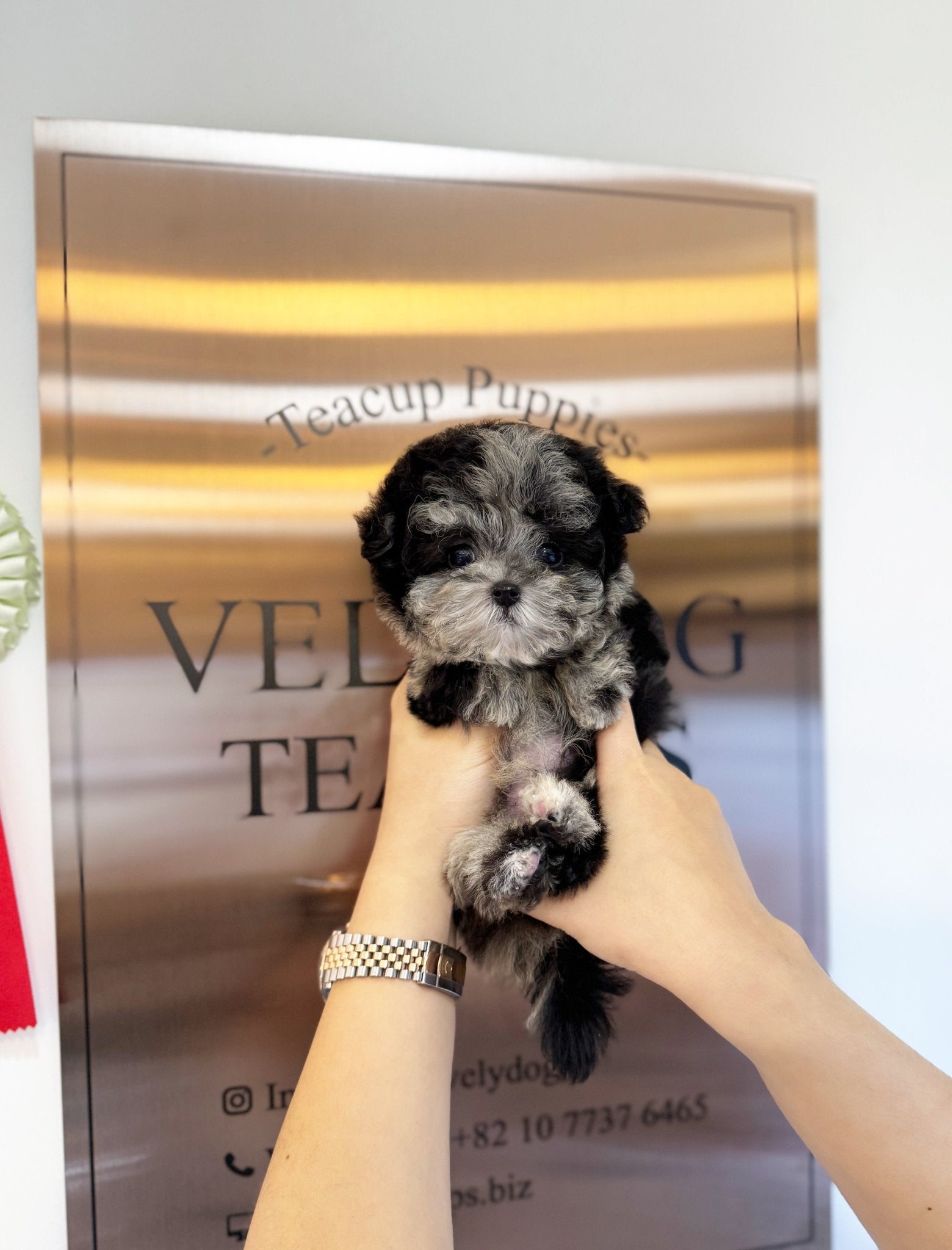 Maltipoo - Bow(Male) - Beautiful puppy teacup puppy with adorable features available for adoption from Velydog