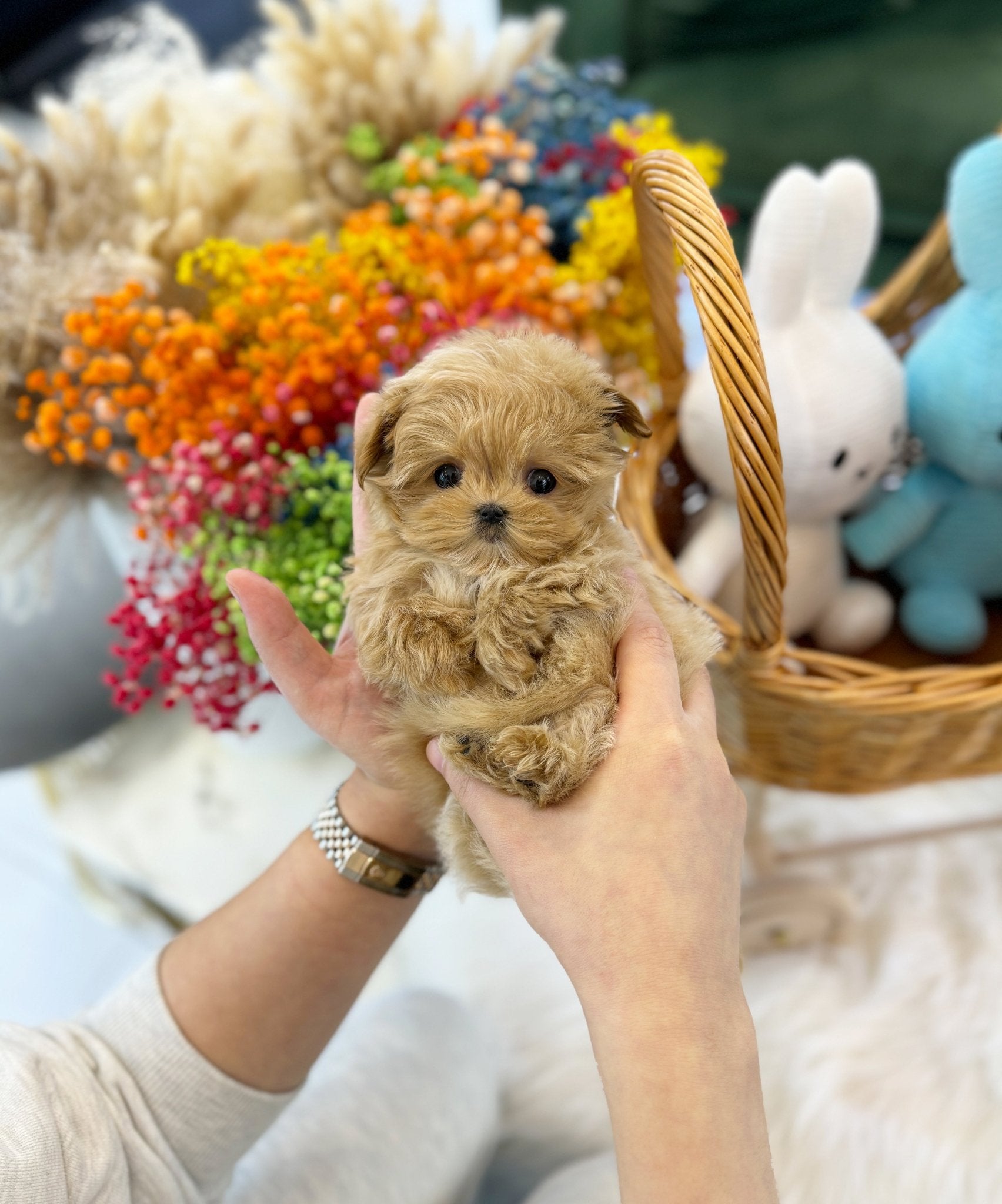 Maltipoo - Brody(Male) - Beautiful puppy teacup puppy with adorable features available for adoption from Velydog