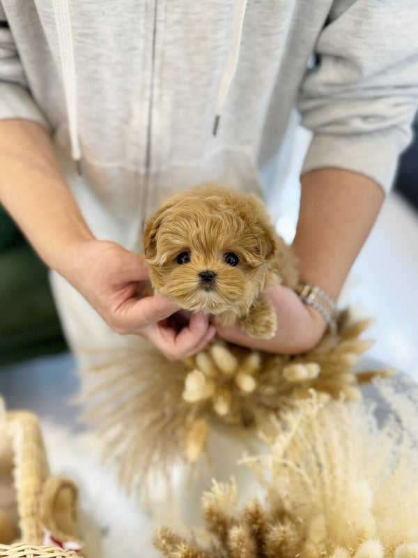 Maltipoo - Brody(Male) - Beautiful puppy teacup puppy with adorable features available for adoption from Velydog