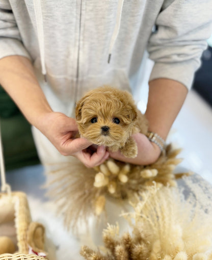 Maltipoo - Brody(Male) - Beautiful puppy teacup puppy with adorable features available for adoption from Velydog