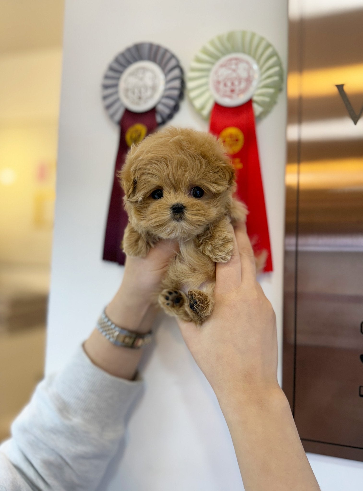 Maltipoo - Brody(Male) - Beautiful puppy teacup puppy with adorable features available for adoption from Velydog