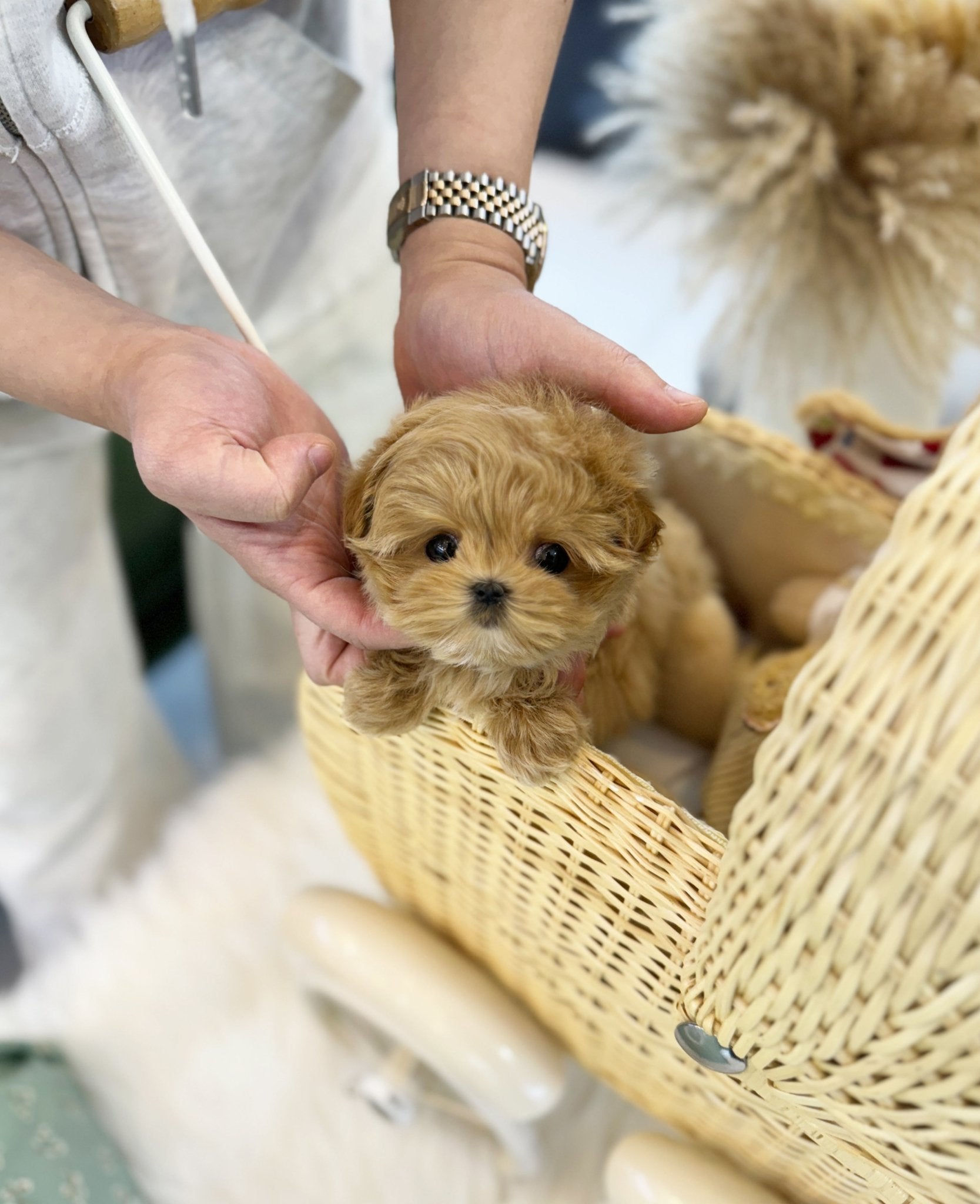 Maltipoo - Brody(Male) - Beautiful puppy teacup puppy with adorable features available for adoption from Velydog