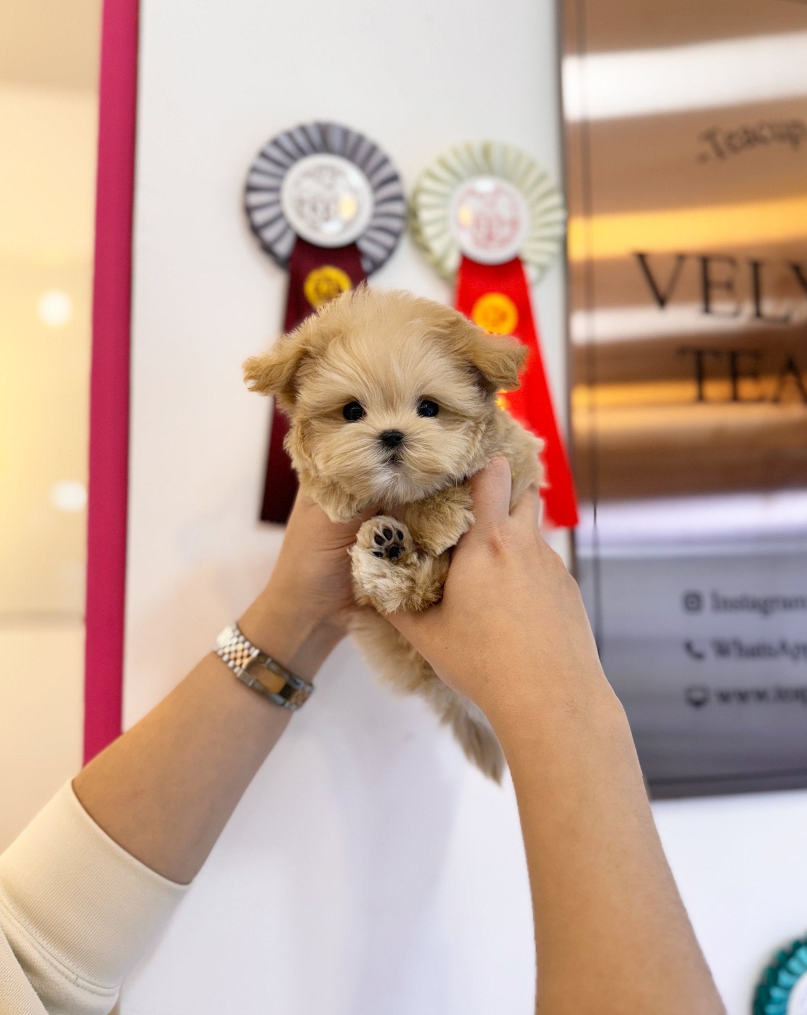 Maltipoo - Brunce(Male) - Beautiful puppy teacup puppy with adorable features available for adoption from Velydog