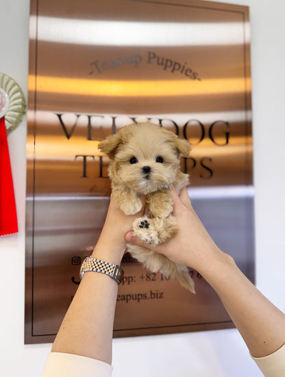 Maltipoo - Brunce(Male) - Beautiful puppy teacup puppy with adorable features available for adoption from Velydog