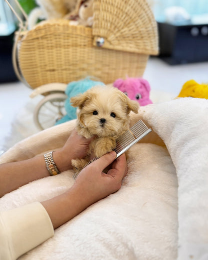 Maltipoo - Brunce(Male) - Beautiful puppy teacup puppy with adorable features available for adoption from Velydog