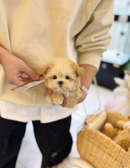 Maltipoo - Brunce(Male) - Beautiful puppy teacup puppy with adorable features available for adoption from Velydog