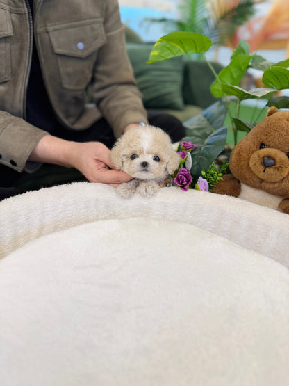 Maltipoo - Bruno(Male) - Beautiful puppy teacup puppy with adorable features available for adoption from Velydog
