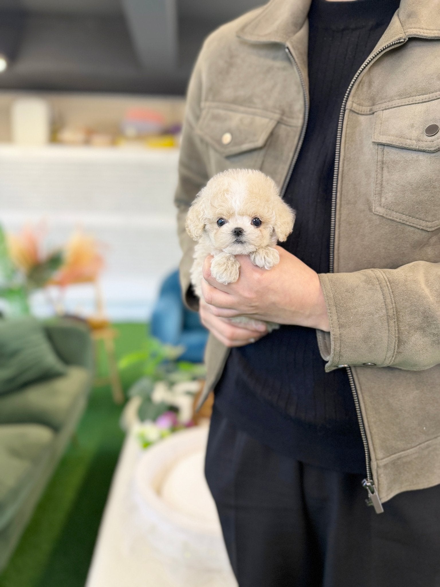 Maltipoo - Bruno(Male) - Beautiful puppy teacup puppy with adorable features available for adoption from Velydog