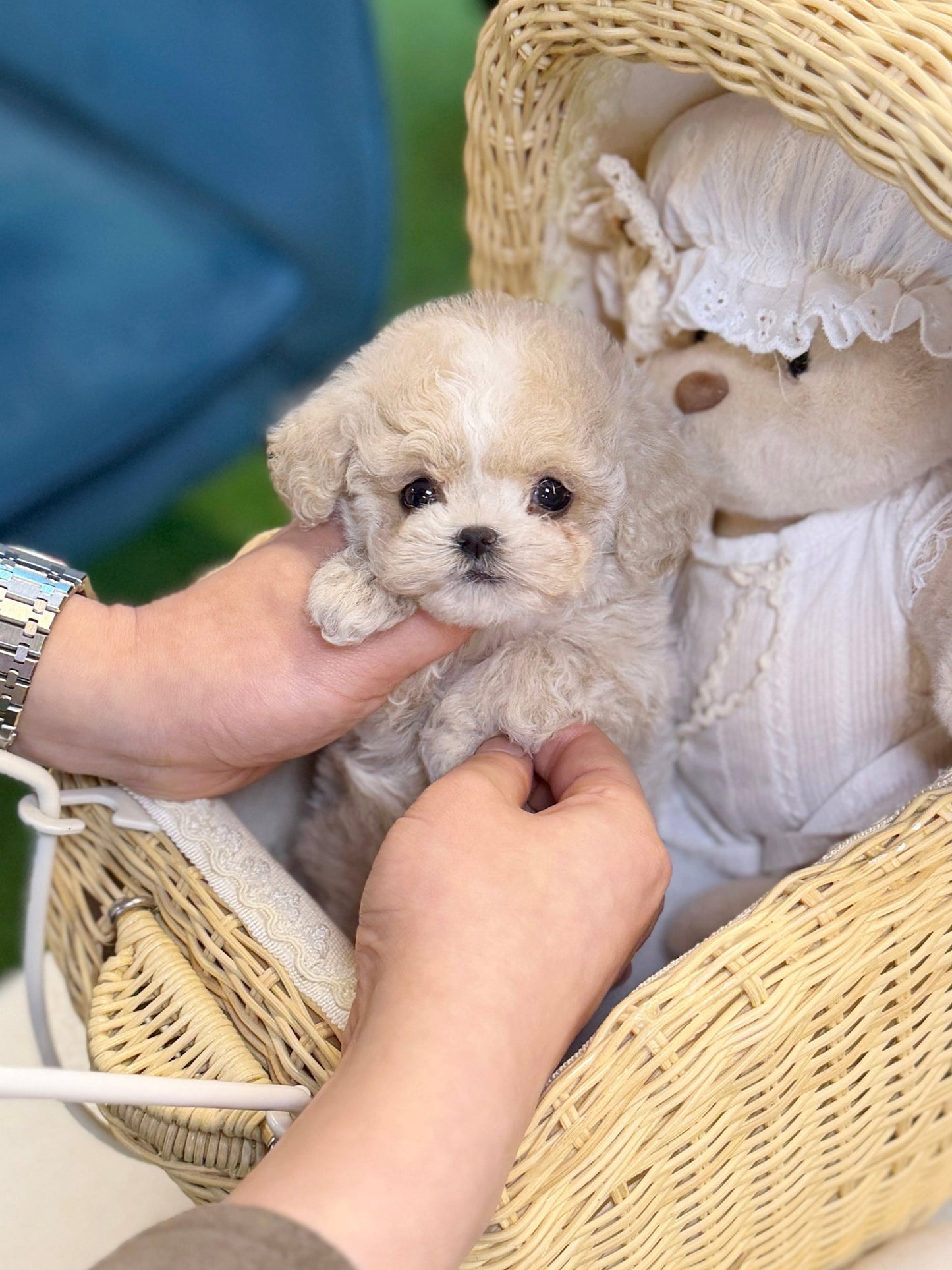 Maltipoo - Bruno(Male) - Beautiful puppy teacup puppy with adorable features available for adoption from Velydog
