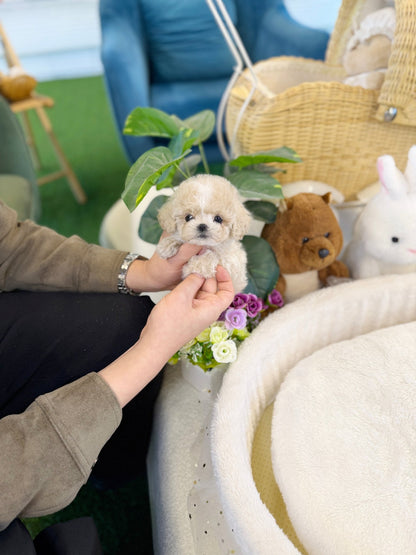 Maltipoo - Bruno(Male) - Beautiful puppy teacup puppy with adorable features available for adoption from Velydog