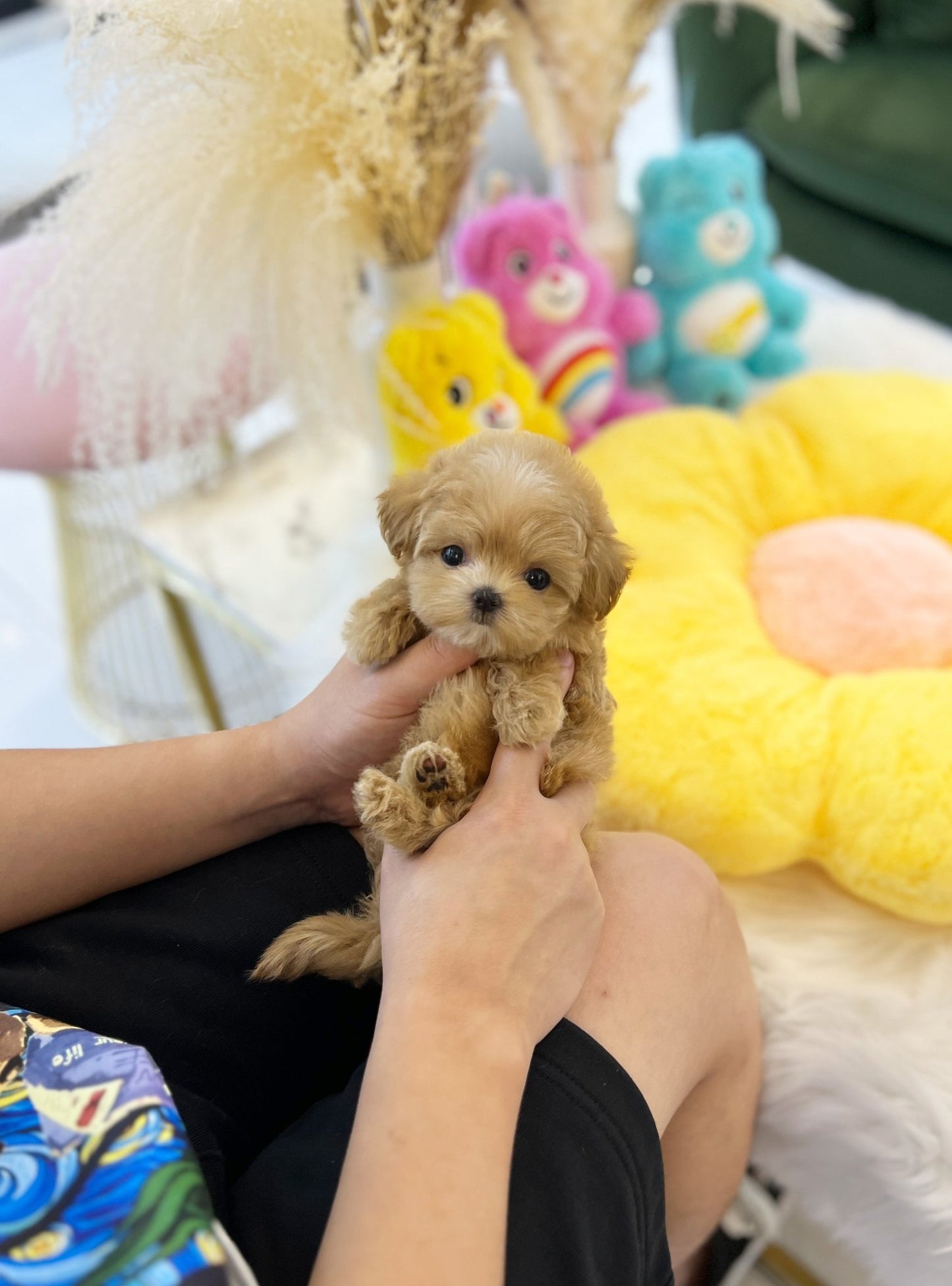 Maltipoo - Buddy(Female) - Beautiful puppy teacup puppy with adorable features available for adoption from Velydog