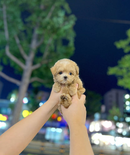 Maltipoo - Buddy(Female) - Beautiful puppy teacup puppy with adorable features available for adoption from Velydog