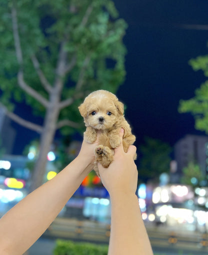 Maltipoo - Buddy(Female) - Beautiful puppy teacup puppy with adorable features available for adoption from Velydog