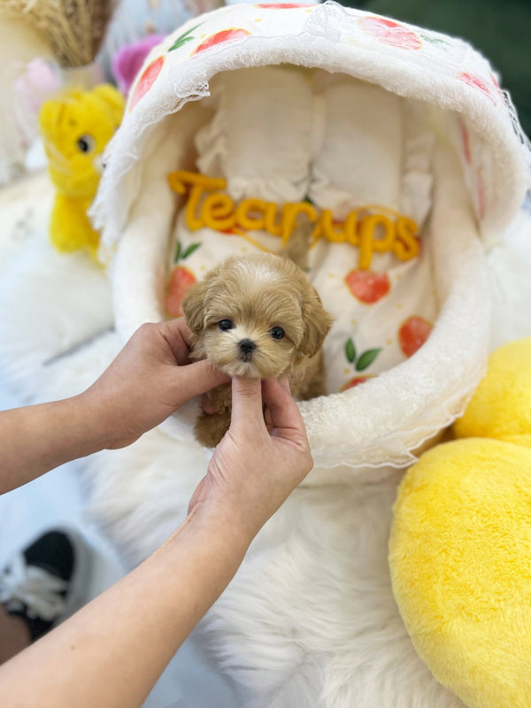 Maltipoo - Buddy(Female) - Beautiful puppy teacup puppy with adorable features available for adoption from Velydog