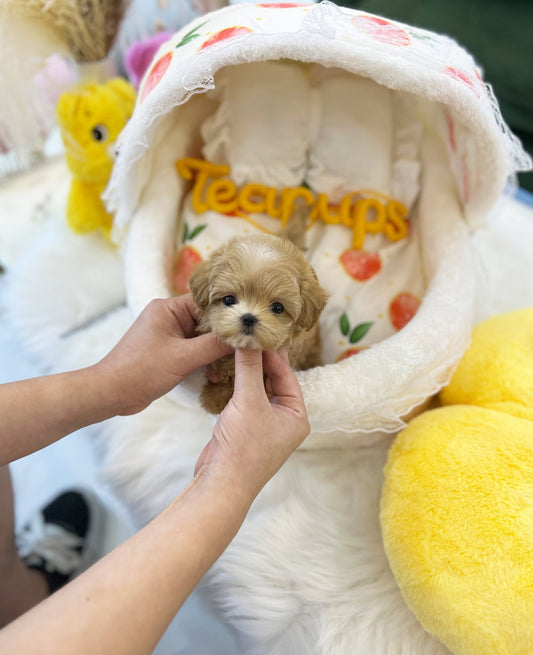 Maltipoo - Buddy(Female) - Beautiful puppy teacup puppy with adorable features available for adoption from Velydog