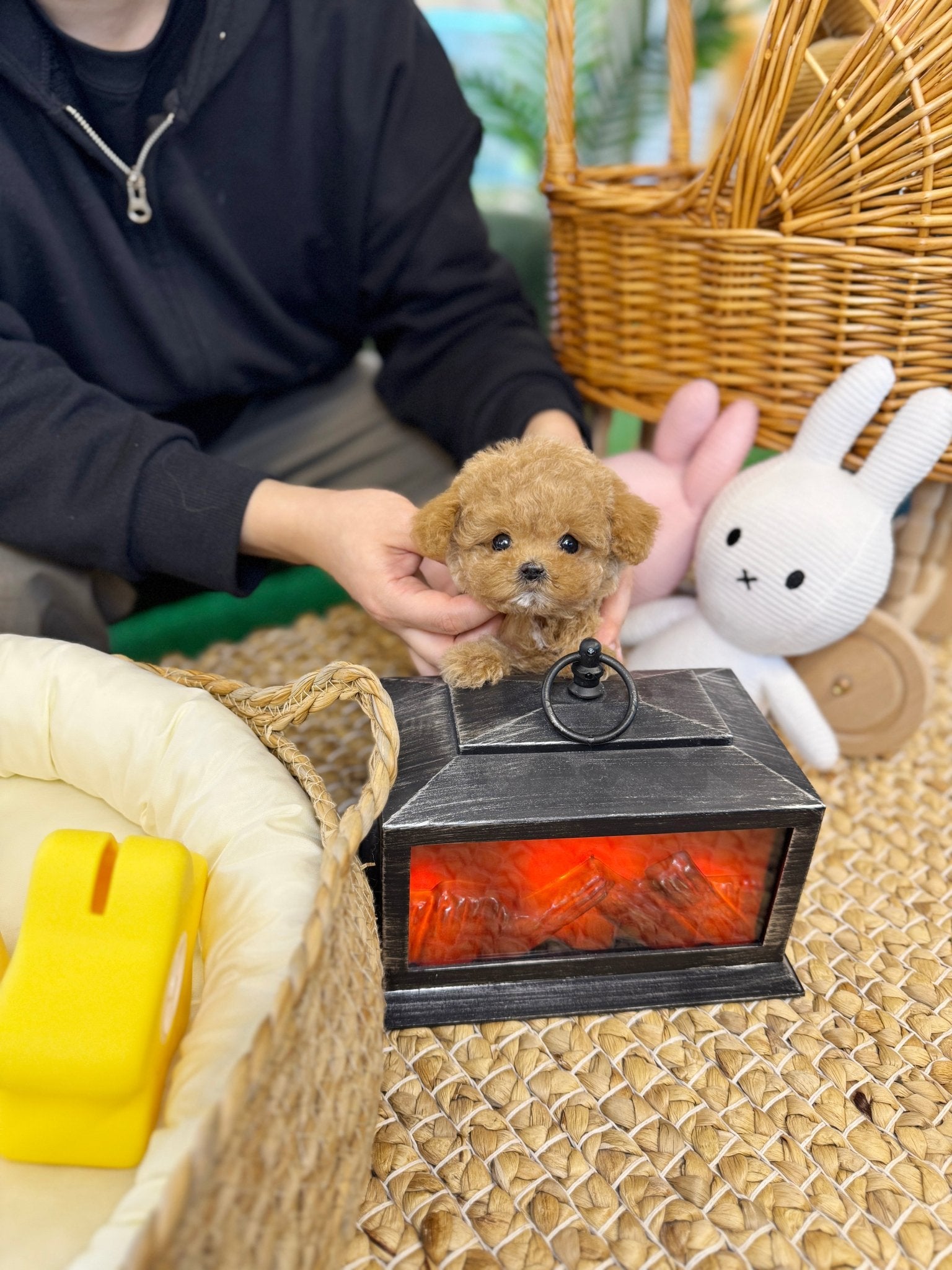 Maltipoo - Butter(Female) - Beautiful puppy teacup puppy with adorable features available for adoption from Velydog