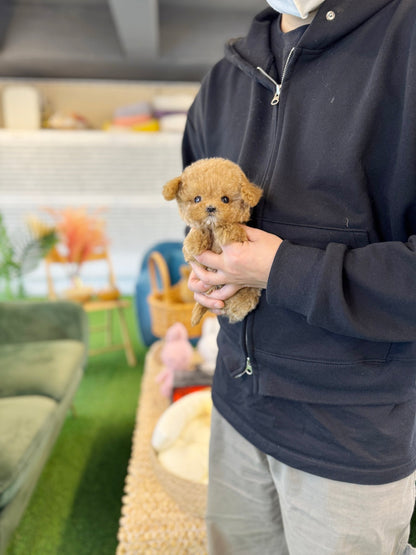 Maltipoo - Butter(Female) - Beautiful puppy teacup puppy with adorable features available for adoption from Velydog