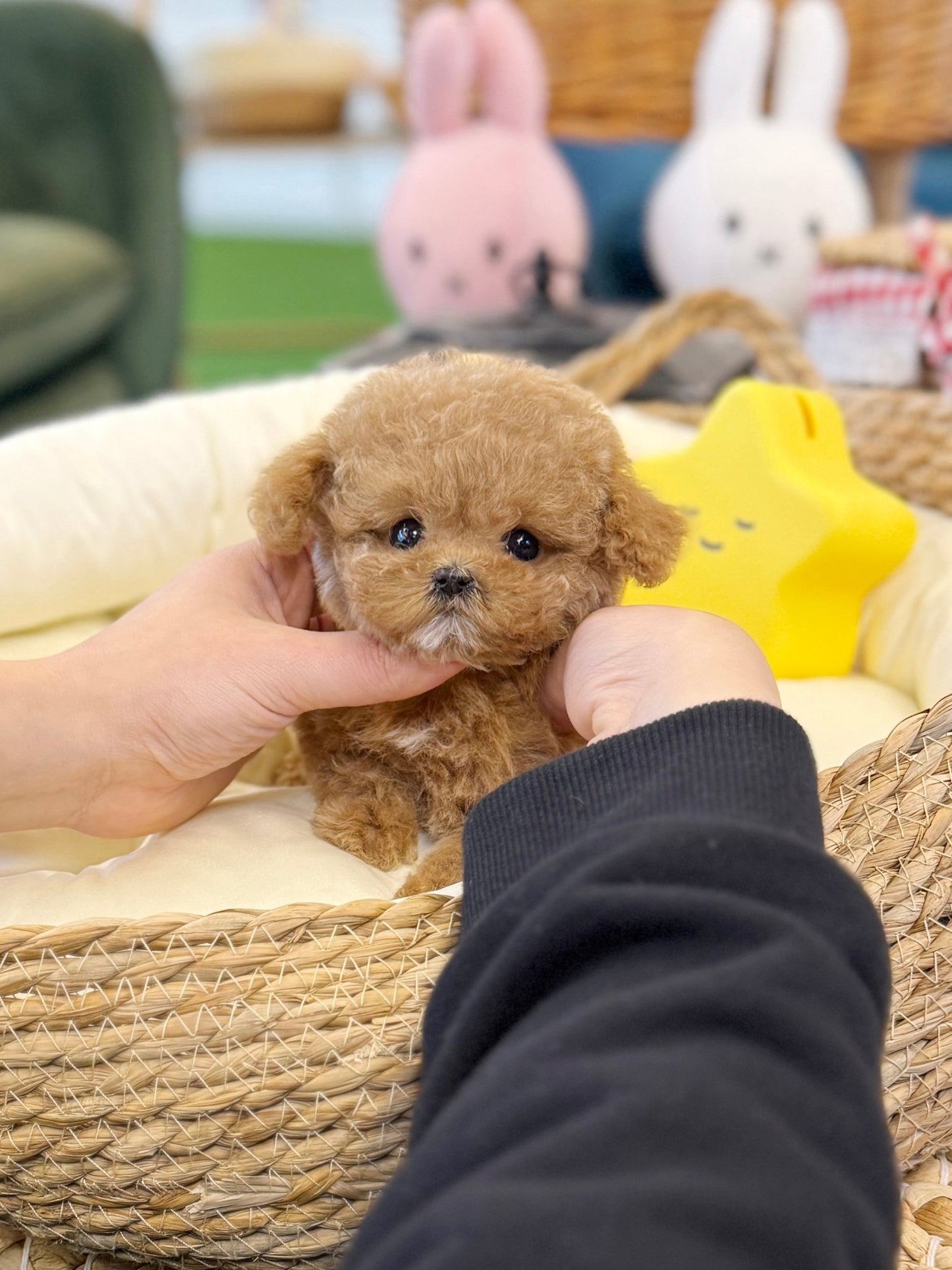 Maltipoo - Butter(Female) - Beautiful puppy teacup puppy with adorable features available for adoption from Velydog