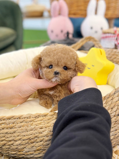Maltipoo - Butter(Female) - Beautiful puppy teacup puppy with adorable features available for adoption from Velydog