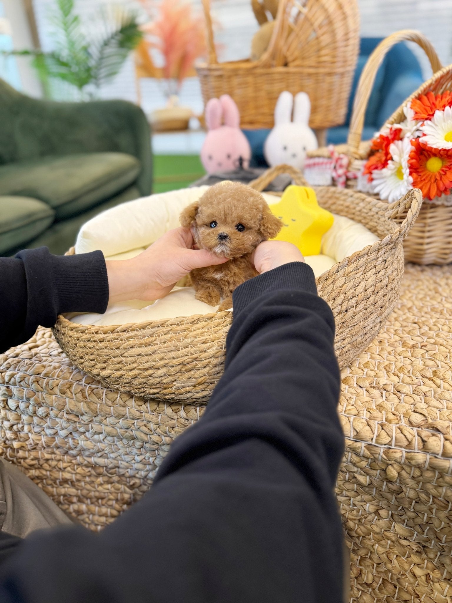 Maltipoo - Butter(Female) - Beautiful puppy teacup puppy with adorable features available for adoption from Velydog