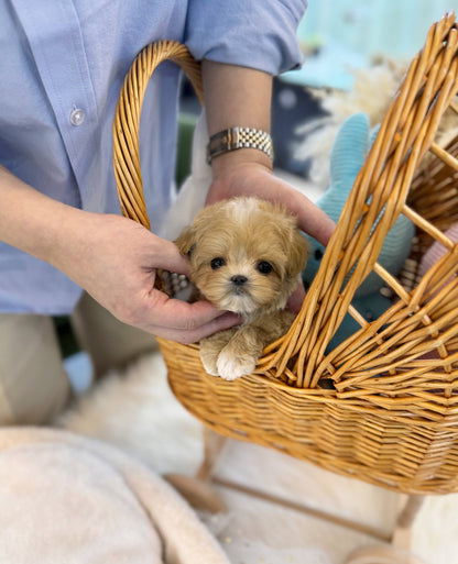 Maltipoo - Calix(Male) - Beautiful puppy teacup puppy with adorable features available for adoption from Velydog