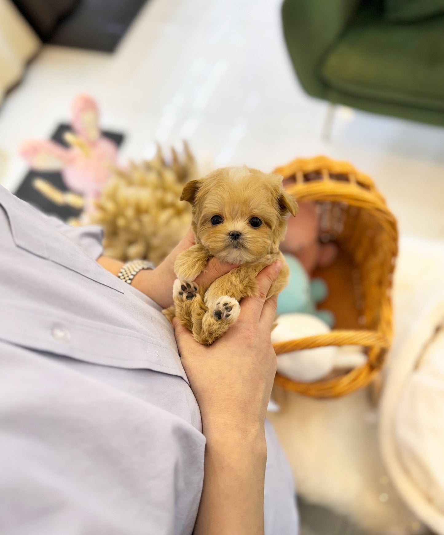 Maltipoo - Calix(Male) - Beautiful puppy teacup puppy with adorable features available for adoption from Velydog