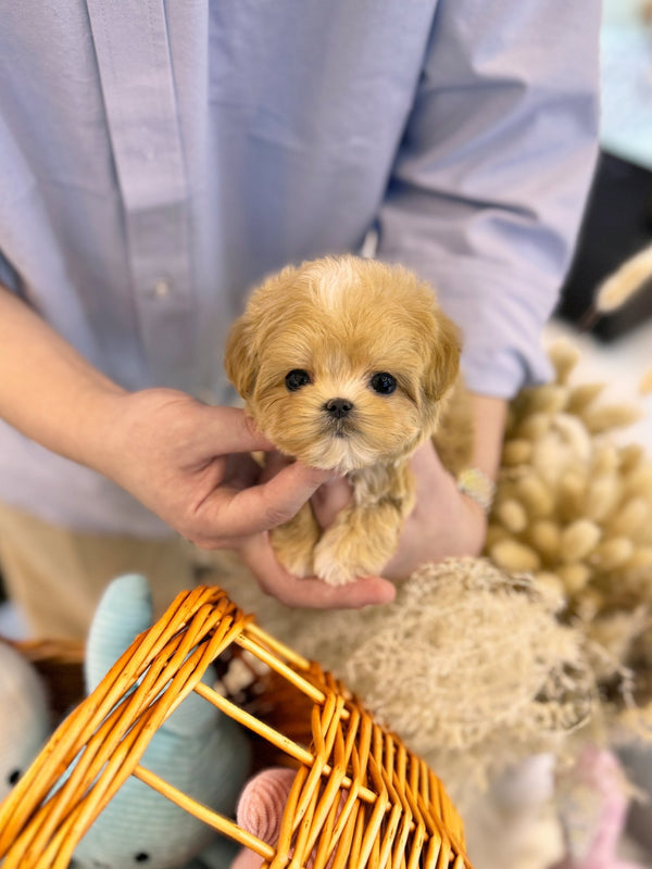 Maltipoo - Calix(Male) - Beautiful puppy teacup puppy with adorable features available for adoption from Velydog