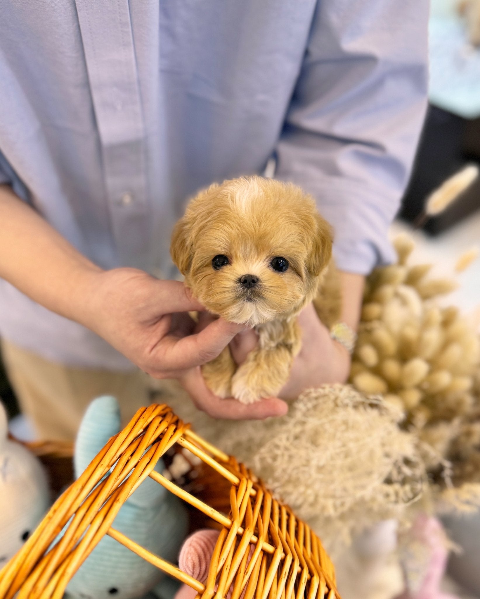 Maltipoo - Calix(Male) - Beautiful puppy teacup puppy with adorable features available for adoption from Velydog