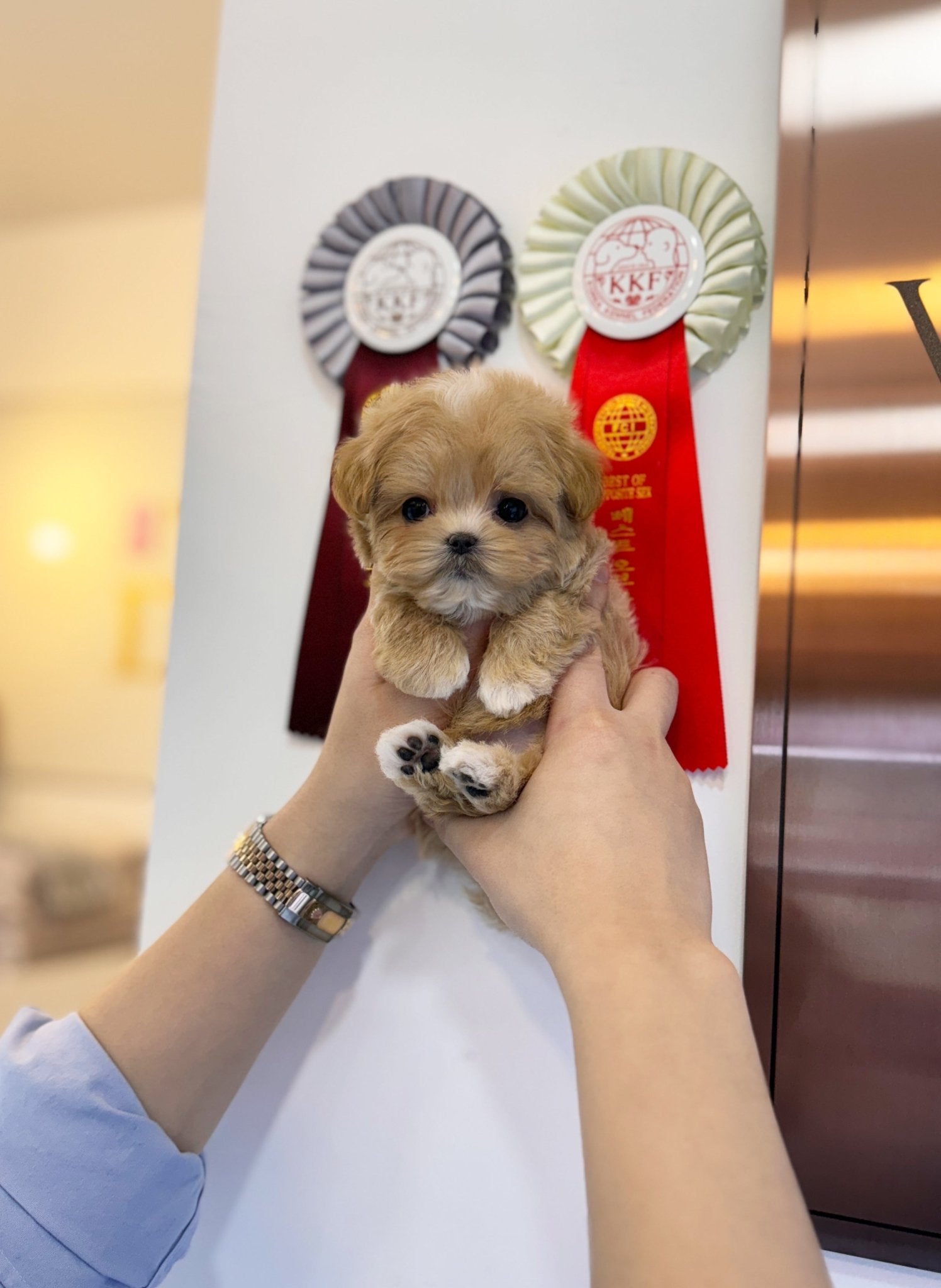 Maltipoo - Calix(Male) - Beautiful puppy teacup puppy with adorable features available for adoption from Velydog